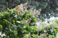 Berrya cordifolia
